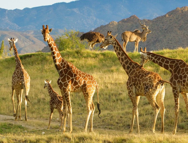 Living Desert Zoo & Gardens State Park, New Mexico, USA